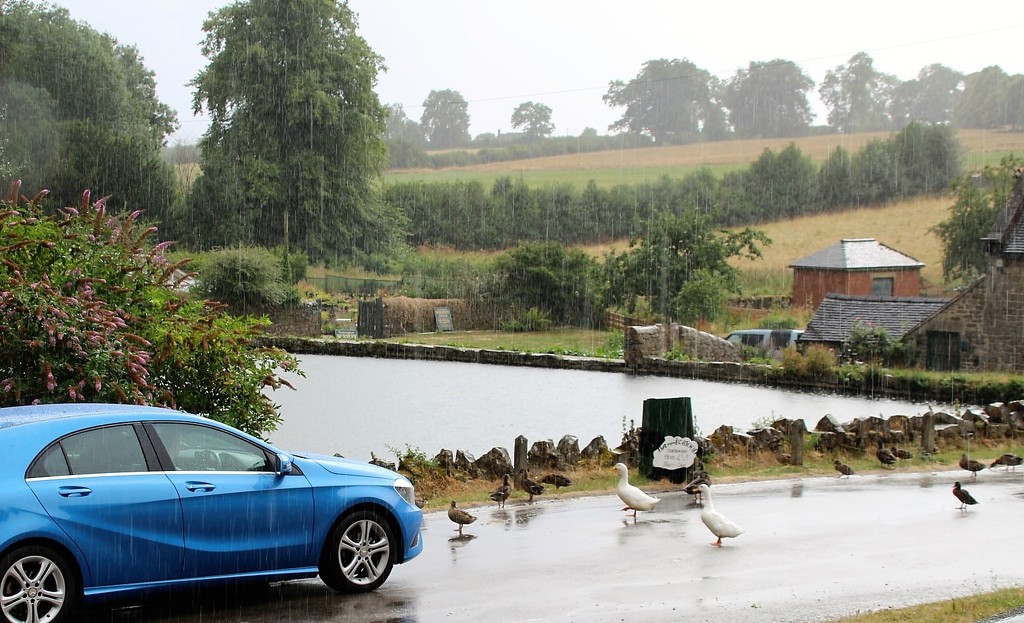 Stop - Ducks Enjoying The Rain by oldjosh