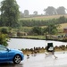 Stop - Ducks Enjoying The Rain by oldjosh