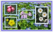 31st Jul 2018 -  July floral collage.