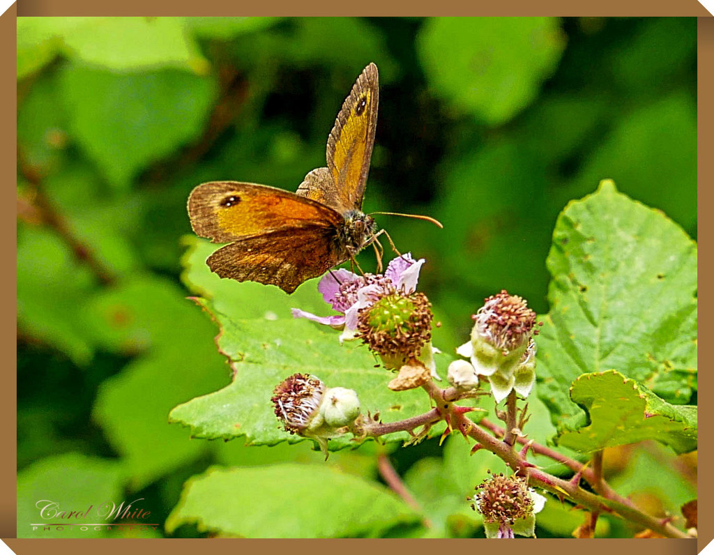 Gatekeeper Butterfly by carolmw