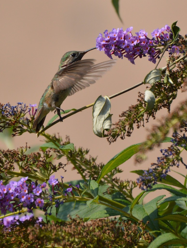hummingbird  by bigdad