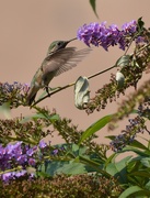 31st Jul 2018 - hummingbird 