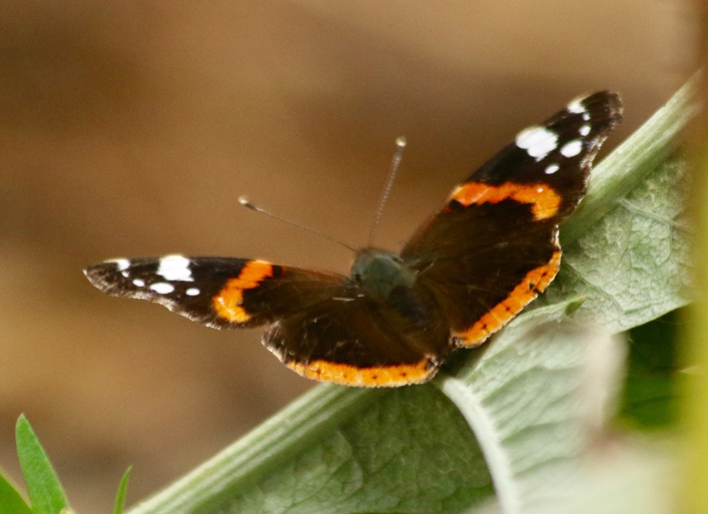 Beautiful Red Admiral by orchid99