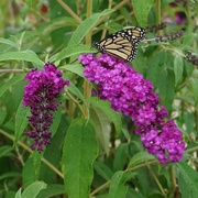 31st Jul 2018 - Monarch butterfly