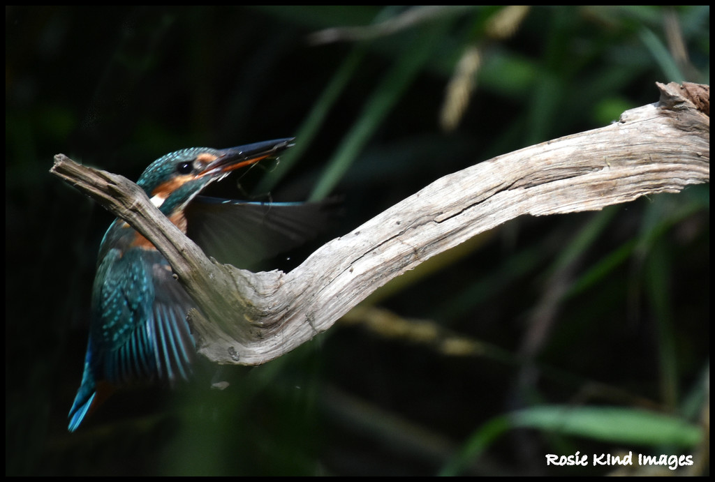 One of my last kingfishers for July by rosiekind