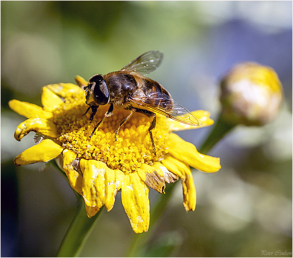 Honeybee by pcoulson