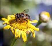 31st Jul 2018 - Honeybee