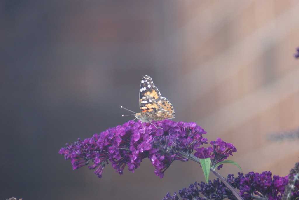 Painted Lady and Buddleia by 365projectmaxine