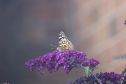 31st Jul 2018 - Painted Lady and Buddleia