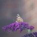 Painted Lady and Buddleia by 365projectmaxine