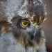 Young Eagle Owl. by gamelee