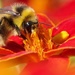 Loseley Bee by 30pics4jackiesdiamond