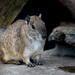 Rock Cavy by leonbuys83