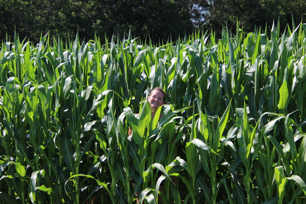 Knee High by the 4th of July by bjchipman