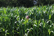 8th Jul 2018 - Knee High by the 4th of July
