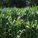 Knee High by the 4th of July