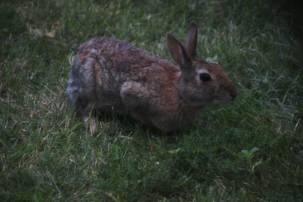 Young Peter Cottontail by bjchipman
