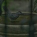 Bathing Catbird by bjchipman