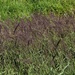 Australian Grass ~ by happysnaps