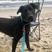 Beach Puppy! by graceratliff
