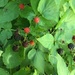 Wild Raspberries by bjchipman