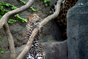 31st Jul 2018 - Leopard Cub On The Lookout