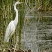 yet another egret by amyk
