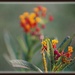 Tunia's Flowers by essiesue