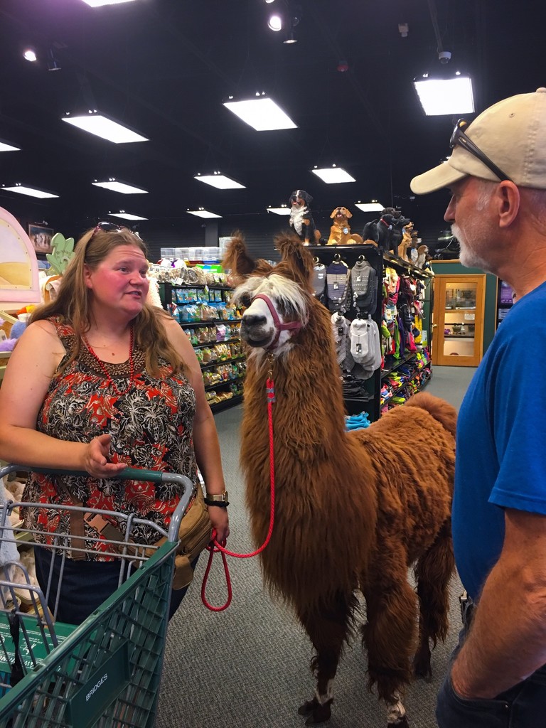 You don’t see a llama in a store every day  by clay88