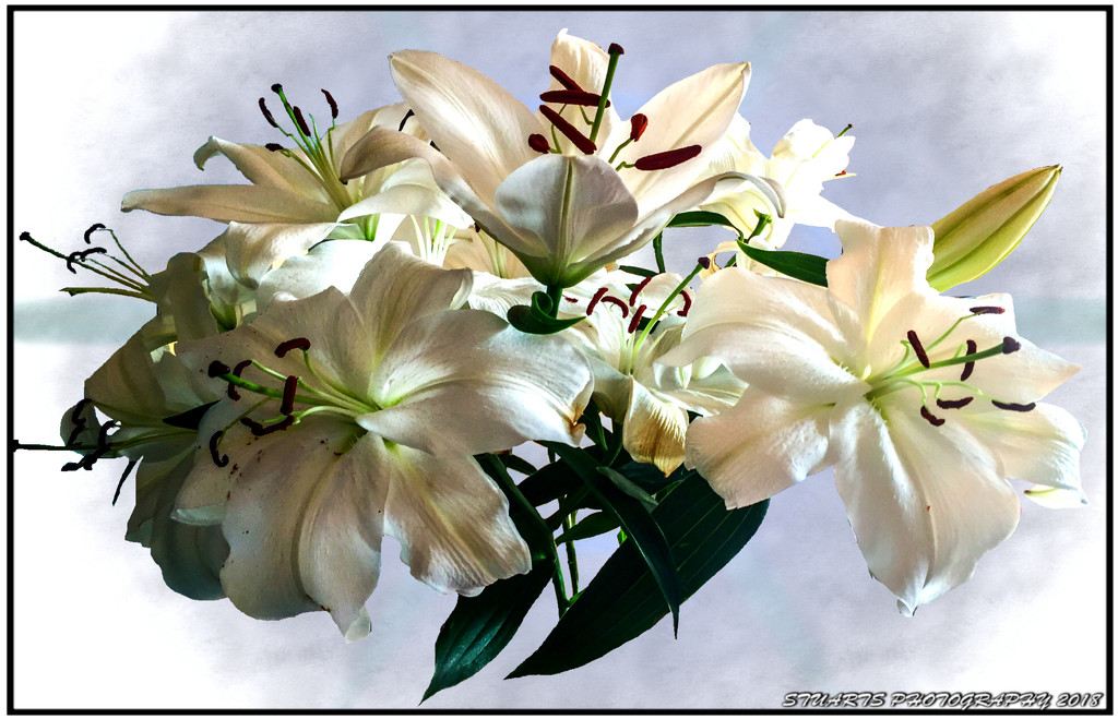 White lillies by stuart46
