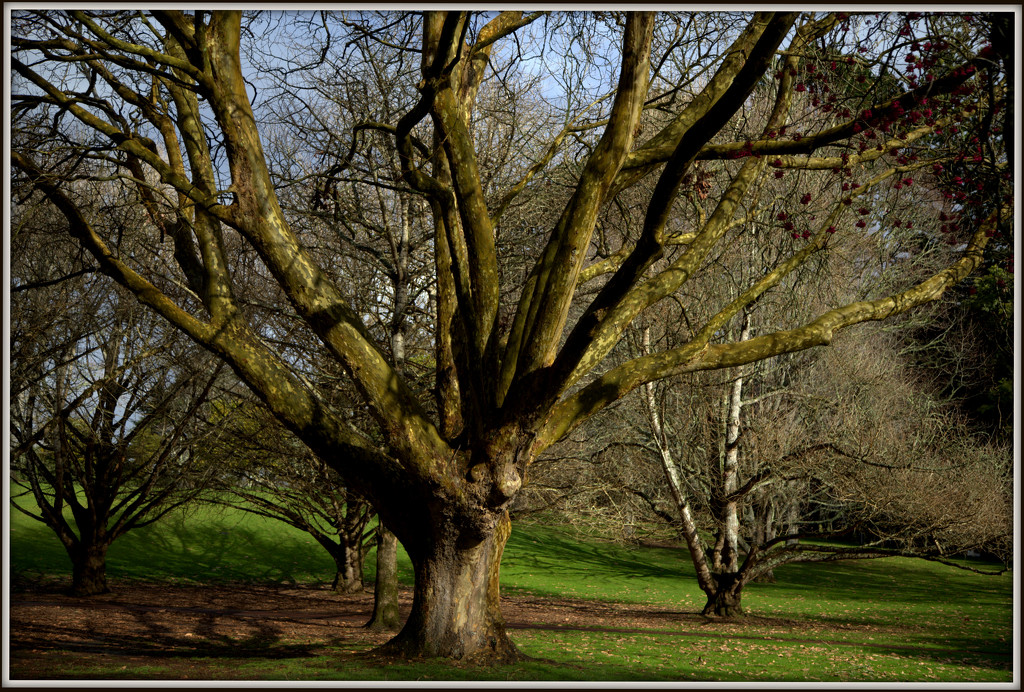 Cornwall Park by dide
