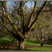 Cornwall Park by dide