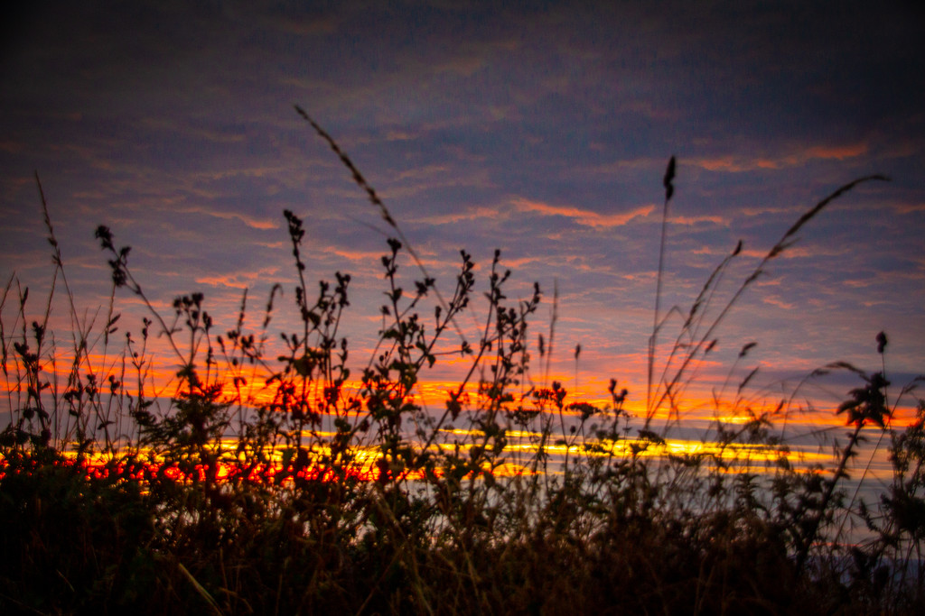 Grass in the sunset by swillinbillyflynn