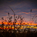 Grass in the sunset by swillinbillyflynn