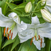 White Lily. by tonygig