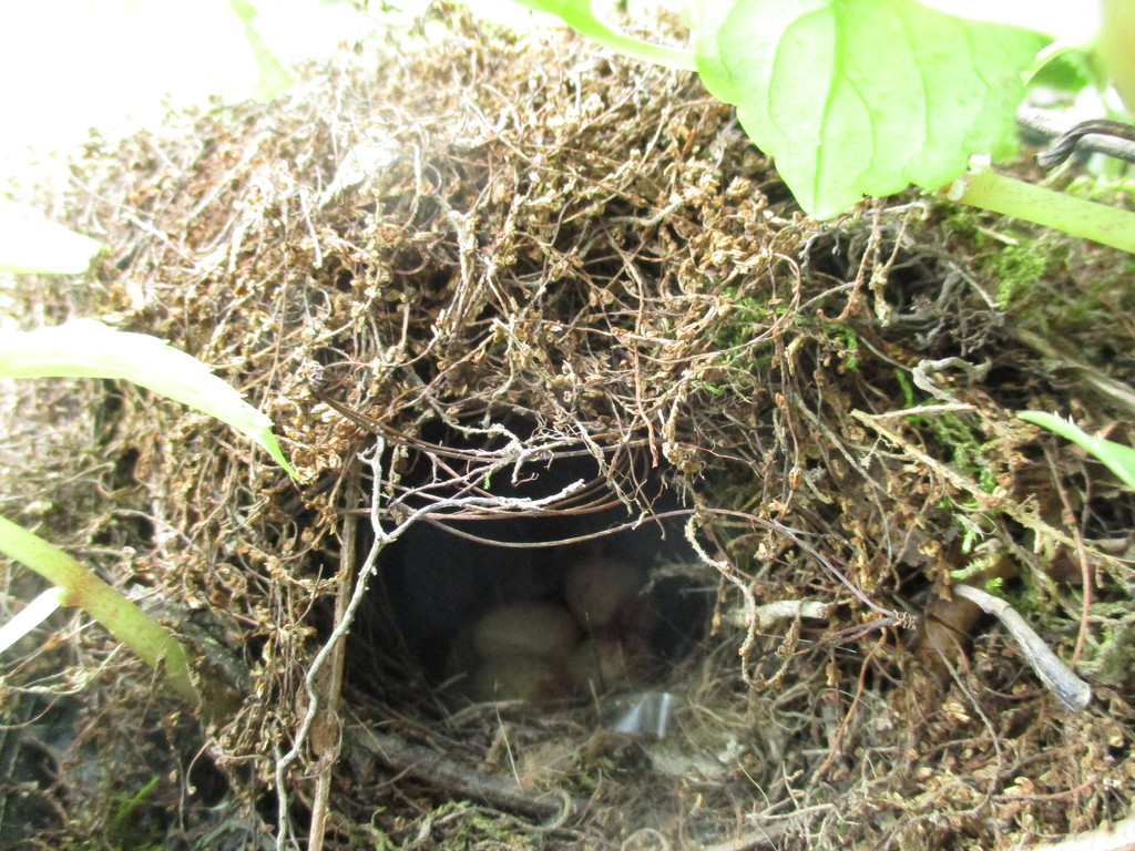 California Wren's Nest by julie