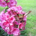 Hummingbird Moth by julie