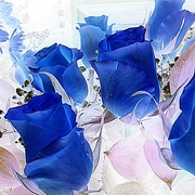 1st Aug 2018 - Blue Roses
