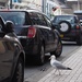 Seagull Crossing...why not? by s4sayer
