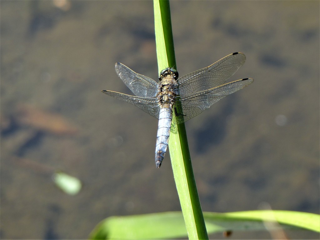  Black Tailed Skimmer by susiemc