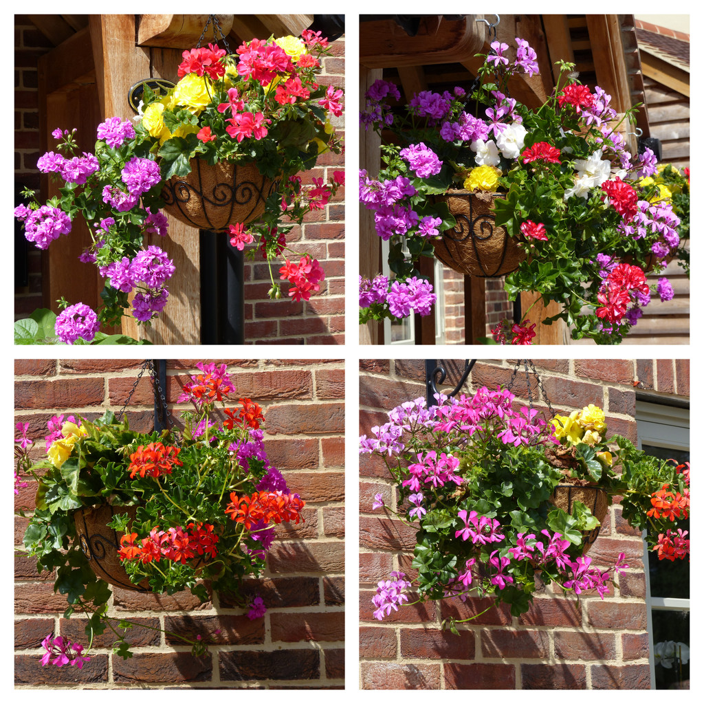  This Year's Hanging Baskets by susiemc