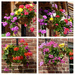  This Year's Hanging Baskets by susiemc