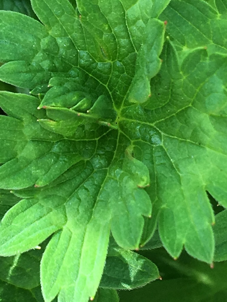 Geranium Leaf by cataylor41