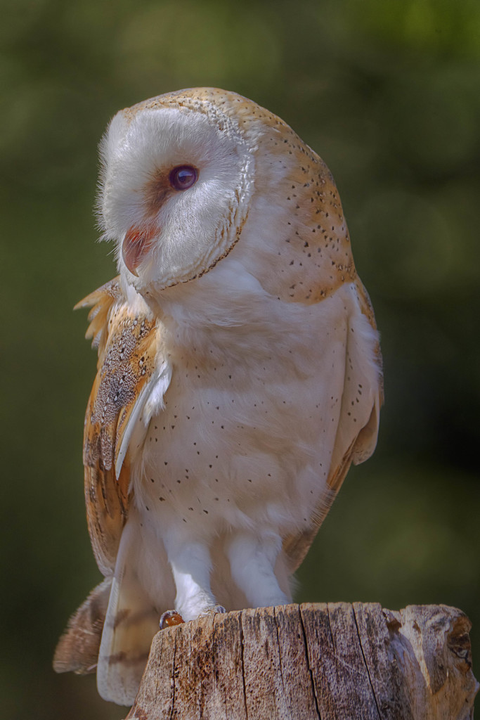 Barn Owl by gamelee
