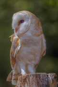 26th Jul 2018 - Barn Owl