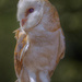Barn Owl by gamelee