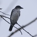 Eastern Kingbird by bjchipman