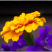 marigold and petunias by jernst1779