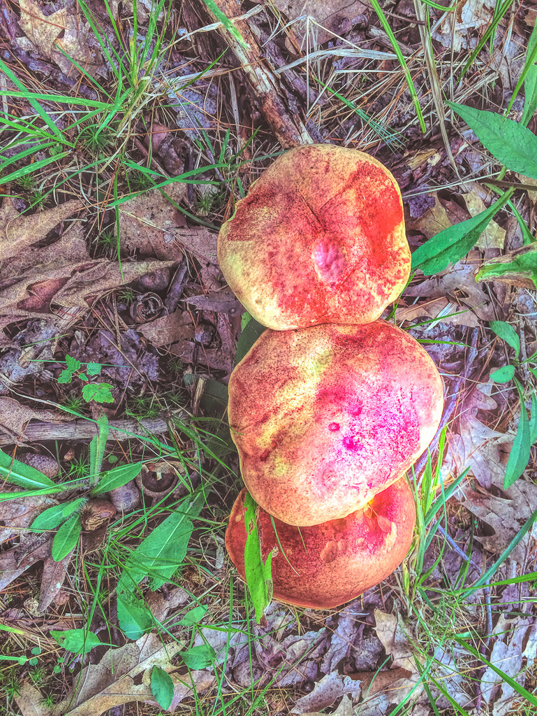 Mushrooms on my walk by joansmor
