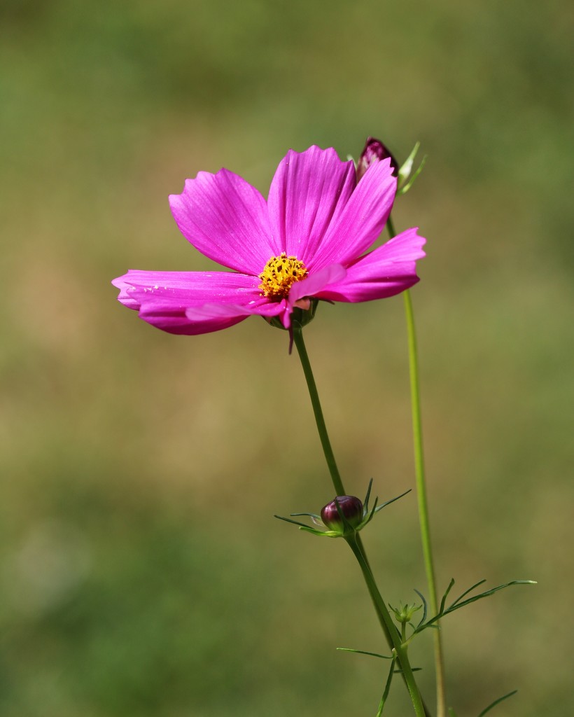 July 31: Cosmos by daisymiller